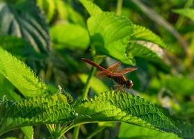 Beautiful red dragonfly show wings detail on a green leaf as natural background on sunshine day. Insect animal in nature. Closeup red dragonfly. Water quality indicator. Memorial concept. Save world. photo