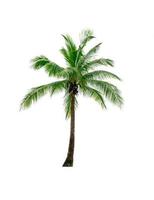 Coconut tree isolated on white background. Tropical palm tree. Coconut tree for summer beach decoration photo