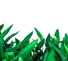 Green leaves background isolated on white background with copy space for picture or text. photo