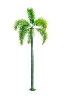 Manila palm, Christmas palm tree Veitchia merrillii isolated on white background. used for advertising decorative architecture. Summer and beach concept. photo