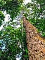 Bottom view of green tree in tropical forest. Bottom view background of tree with green leaves and sun light in the the day. Tall tree in woods. Jungle in Thailand. Asian tropical forest photo