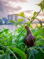 Snail climbing on plant in the evening beside the river opposite landmark building of Singapore at sunset. Slow life concept. Slow travel in Singapore. Snail in garden. Closeup invertebrate animal. photo