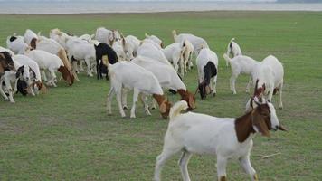 gruppo di capre che mangiano erba nel prato verde video