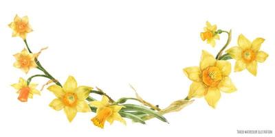 Daffodil flowers in floral watercolor arc on a white background, traced art vector