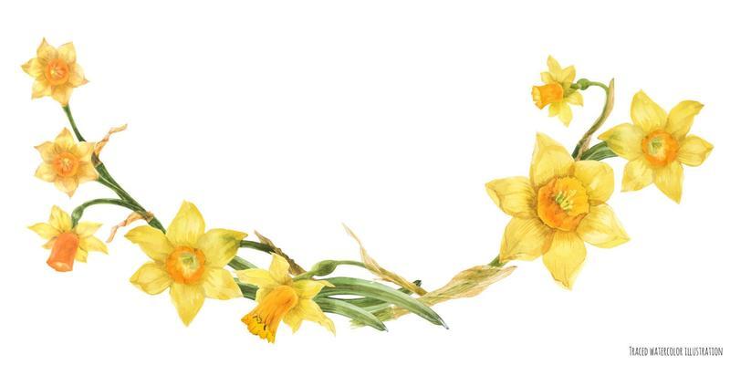 Daffodil flowers in floral watercolor arc on a white background, traced art