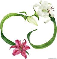 Tropical heart wreath with oriental lilies, traced watercolor vector