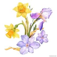Decorative bouquet with spring flowers daffodil and iris and freesia on a white background, traced watercolor