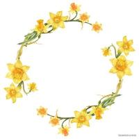 Daffodil flowers in floral watercolor wreath on a white background, traced art vector