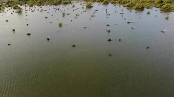 groep zilverreiger vogels habitat video