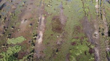 våtmark med hägrar som flyger video