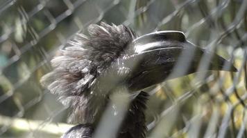 close-up neushoornvogel kijk rond in de kooi. video