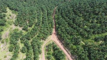 vista aérea de un camino de tierra roja en palma de aceite
