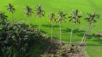 Aerial descending toward coconut trees video