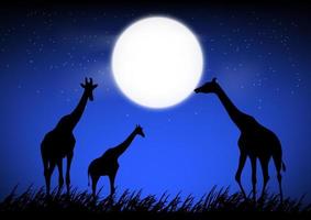 giraffe stan on the grass at the forest with moon background at night time graphics design vector illustration