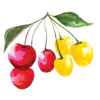 un montón de cerezas rojas y amarillas en una rama con hojas, ilustración de acuarela de fruta de sakura vector
