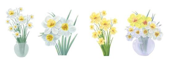 set of blooming flowers of yellow and white daffodil vector illustration