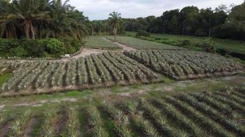 Aerial fly over pine apple farm with palm tree video