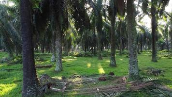 Move toward oil palm fruit and farm video