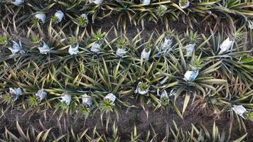 Aerial view pineapples is covered with newspaper video