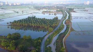 Aerial view morning view rural scene of Penang paddy field video