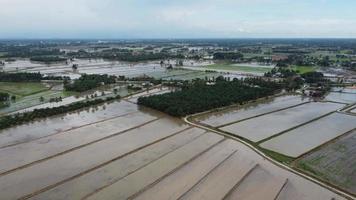 Aerial fly over flood paddy field video