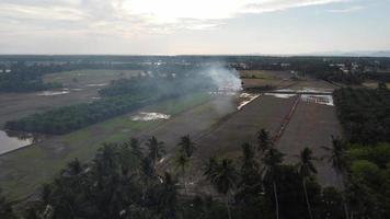 vista de drones quema abierta en el campo de arroz video