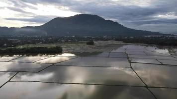 Flygfoto stigande titta ner risfält i vattning odlingssäsong video