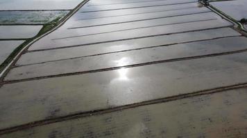 voar aéreo sobre o campo de arroz de inundação e ver o reflexo do sol video