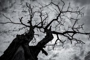 Silhouette dead tree on dark dramatic sky and white clouds. Death, lament, sad, grief, hopeless, and despair concept. Halloween day abstract background. Looking up view of dead tree. Leafless tree. photo