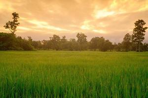 Rice plantation. Green rice paddy field. Organic rice farm in Asia. Rice growing agriculture. Green paddy field. Paddy-sown ricefield cultivation. The landscape of agricultural farm with sunrise sky. photo