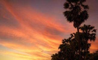 Bottom up view of sugar palm tree against orange and red sunset sky and clouds. Beauty in nature. Evening sky in summer. Tropical palm tree at dusk beside the beach. Tranquility view. Summer vibes. photo