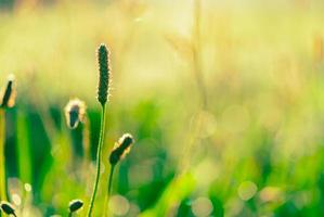 flor de hierba verde temprano en la mañana en el jardín con sol. campo de hierba verde con fondo bokeh en la temporada de primavera. fondo de la naturaleza. Ambiente limpio. aire fresco. concepto suave y suave. foto