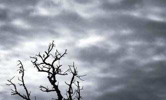 Silhouette dead tree on dark dramatic sky and white clouds background for death and peace. Despair and hopeless concept. Sad of nature. Death and sad emotion background. Dead branches unique pattern. photo