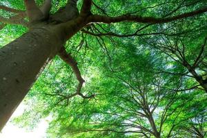 Selective focus on tree. Bottom view of tree trunk to green leaves of big tree in tropical forest with sunlight. Fresh environment in park. Green plant in summer garden. Forest tree with small leaves. photo