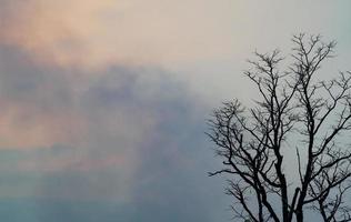 Dead tree on blue and white clouds on sunset sky background for a peaceful death. Despair and hopelessness. Sad of nature. Death and sad emotion background. Dead branch unique pattern. Sky of hope. photo