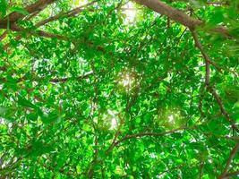 Bottom view of tree and green leaves in tropical forest with sunlight. Fresh environment in park. Green plant give oxygen in summer garden. Forest tree with small leaves on sunny day. Go green concept photo