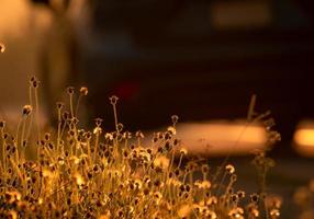 flor de hierba al lado del camino con luz dorada del sol. fondo de esperanza y aliento. flor de hierba y coche borroso. comience el día con un buen concepto de actitud. valor del concepto de vida. fondo de la naturaleza. foto