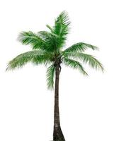 árbol de coco aislado sobre fondo blanco. palmera tropical. árbol de coco para la decoración de la playa de verano foto