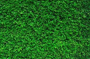 fondo de hojas verdes naturales. papel pintado de la naturaleza. pared ecológica. fondo de verano. textura de hojas verdes. poda de arbustos o matorrales. telón de fondo para productos cosméticos orgánicos. patrón de cobertura de jardín verde. foto