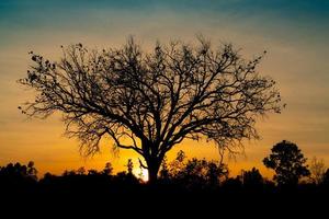 árbol muerto de silueta en la hermosa puesta de sol o amanecer en el cielo dorado. fondo para un concepto pacífico y tranquilo. luz de esperanza y espiritual. concepto de despertar e inspiración. alma y respeto. foto