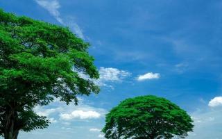 Green tree with branches on blue sky and white clouds. Big tree on sunny day. Tropical trees with green leaves in the garden. Beauty in nature. Outdoor park for recreation. Clean environment. photo