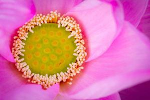 vista superior de la flor de loto rosa. en el budismo se sabe que el loto está asociado con la pureza, el despertar espiritual y la fidelidad. planta acuática. foto