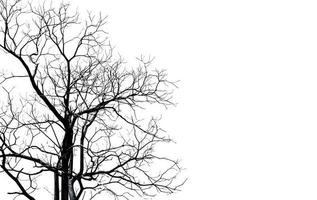 Silhouette dead tree and branch isolated on white background. Black branches of tree backdrop. Nature texture background. Tree branch for graphic design and decoration. Art on black and white scene. photo