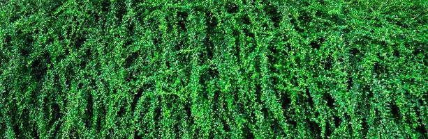 Closeup evergreen hedge plants. Small green leaves in hedge wall texture background. Eco evergreen hedge wall. Ornamental plant in backyard garden. Many leaves reduce dust in air. Natural backdrop. photo