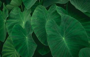 Closeup green leaves of elephant ear in jungle. Green leaf texture background. Green leaves in tropical forest. Greenery wallpaper. Botanical garden. Web banner for organic products. Nature abstract. photo