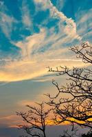 árbol muerto de silueta en la hermosa puesta de sol o amanecer en el cielo dorado. fondo para un concepto pacífico y tranquilo. luz de esperanza y espiritual. concepto de despertar e inspiración. alma y respeto. foto