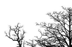 silueta árbol muerto y ramas aisladas sobre fondo blanco. rama de árbol para diseño gráfico y decoración. arte en escena en blanco y negro. fondo para la tristeza, la muerte, la soledad, la desesperanza y la desesperación. foto