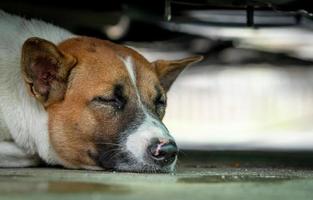 Dog sleeping on floor under the car. Cute animal. Closeup face of sleeping dog. Tired dog take a nap. Sweet dream. Long rest. Relax and chilling out. Alone and lonely pet outside home. Domestic animal photo