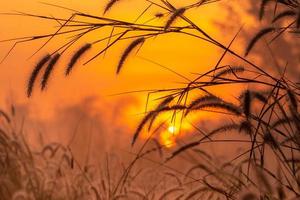 Grass flower in the morning at sunrise with golden sunshine. Flower field in rural. Orange meadow background. Wild meadow grass flowers with morning sunlight. Start new day or new life concept. photo