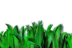 Green leaves of palm isolated on white background. Nypa fruticans Wurmb Nypa, Atap palm, Nipa palm, Mangrove palm. Green leaf for decoration in organic products. Tropical plant. Green exotic leaf. photo